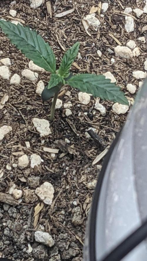 Gorilla cookies Auto. Week 1 - 5