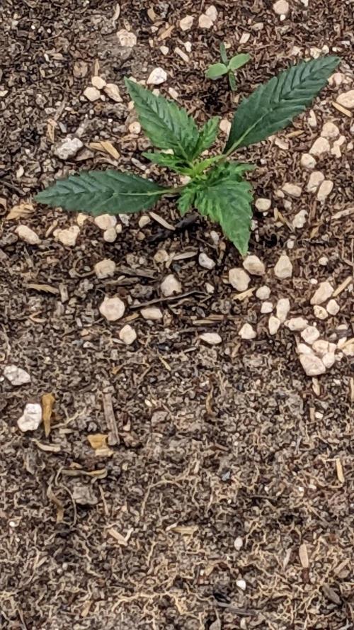 Gorilla cookies Auto. Week 1 - 10