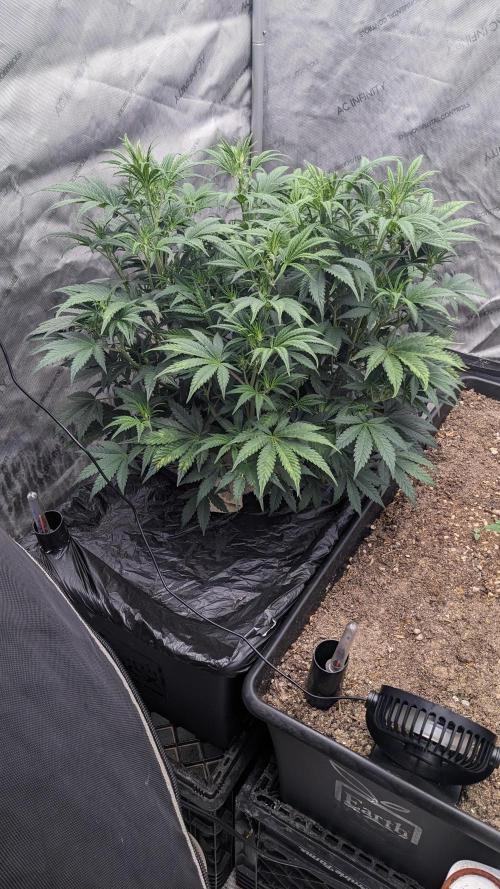 Tropicana Cookies Auto. Week 5 - 35