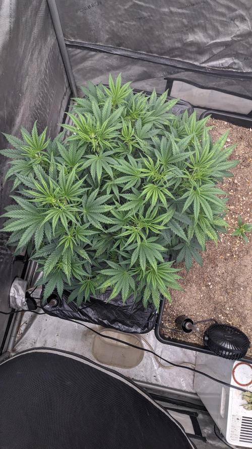 Tropicana Cookies Auto. Week 5 - 35