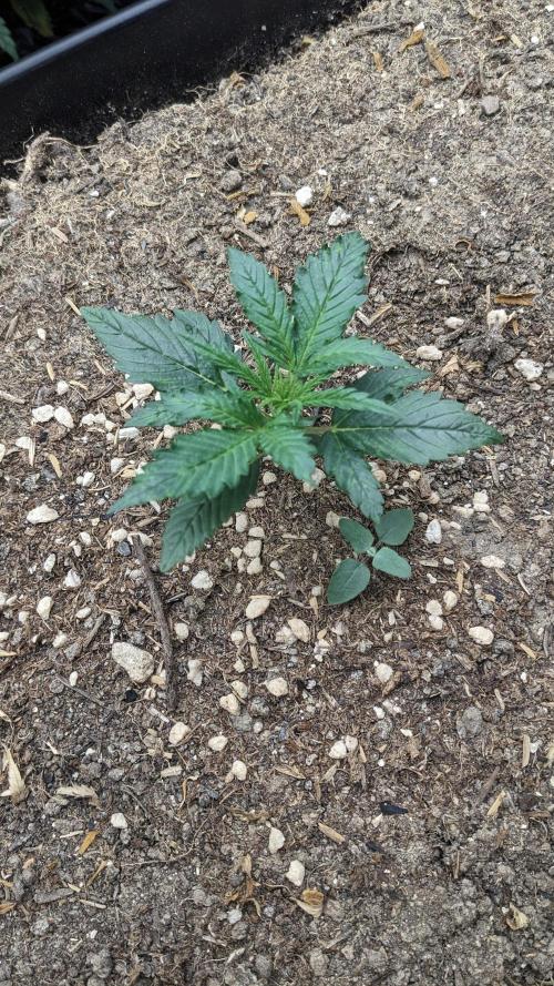Gorilla cookies Auto. Week 2 - 10