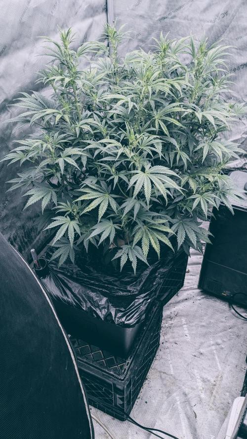 Tropicana Cookies Auto. Week 6 - 38