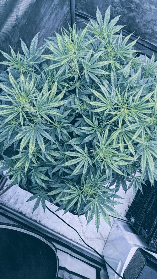 Tropicana Cookies Auto. Week 6 - 38