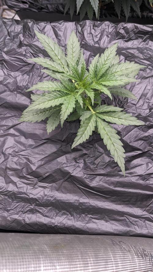 Gorilla cookies Auto. Week 2 - 14