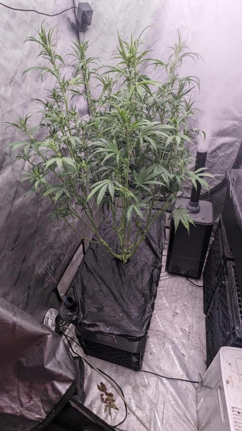Tropicana Cookies Auto. Week 6 - 42