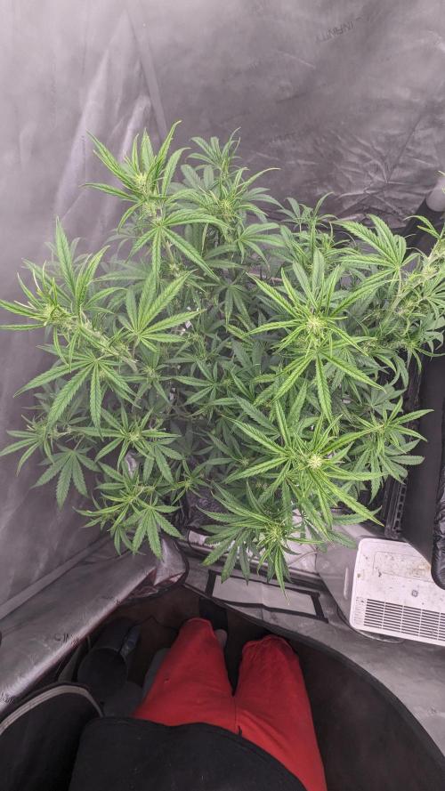 Tropicana Cookies Auto. Week 6 - 42