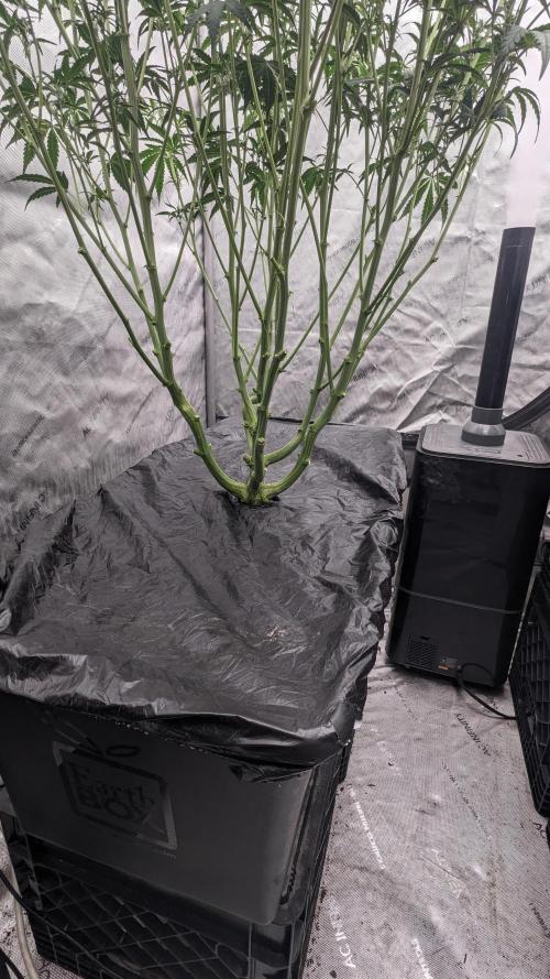 Tropicana Cookies Auto. Week 6 - 42