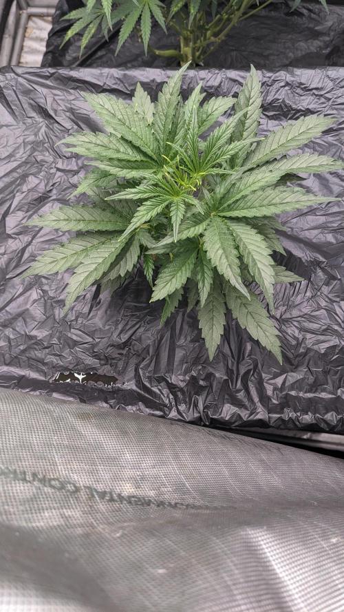 Gorilla cookies Auto. Week 3 - 17