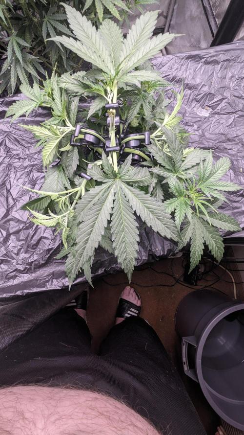Gorilla cookies Auto. Week 3 - 21
