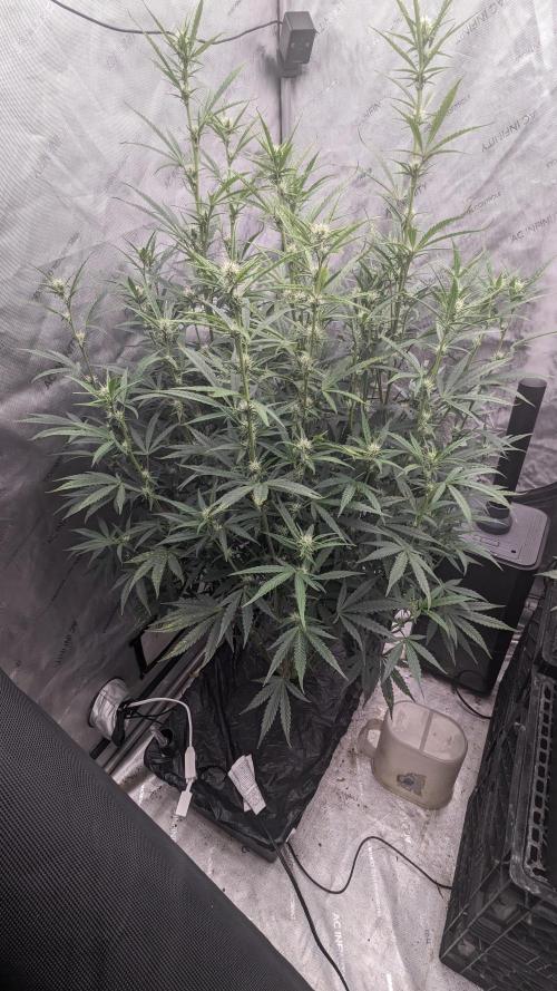 Tropicana Cookies Auto. Week 7