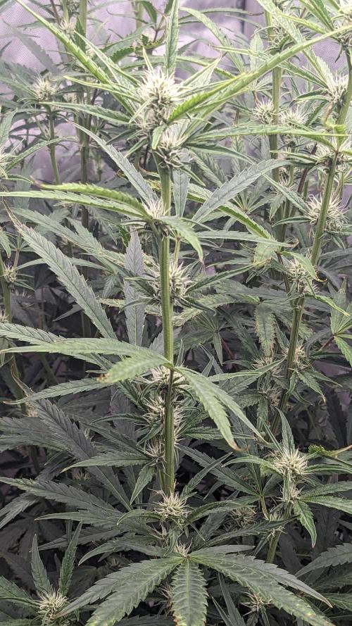 Tropicana Cookies Auto. Week 7
