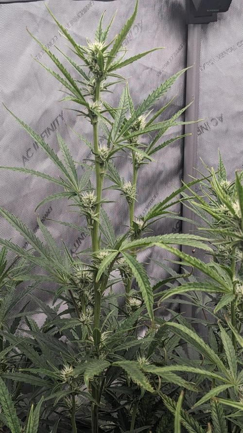 Tropicana Cookies Auto. Week 7