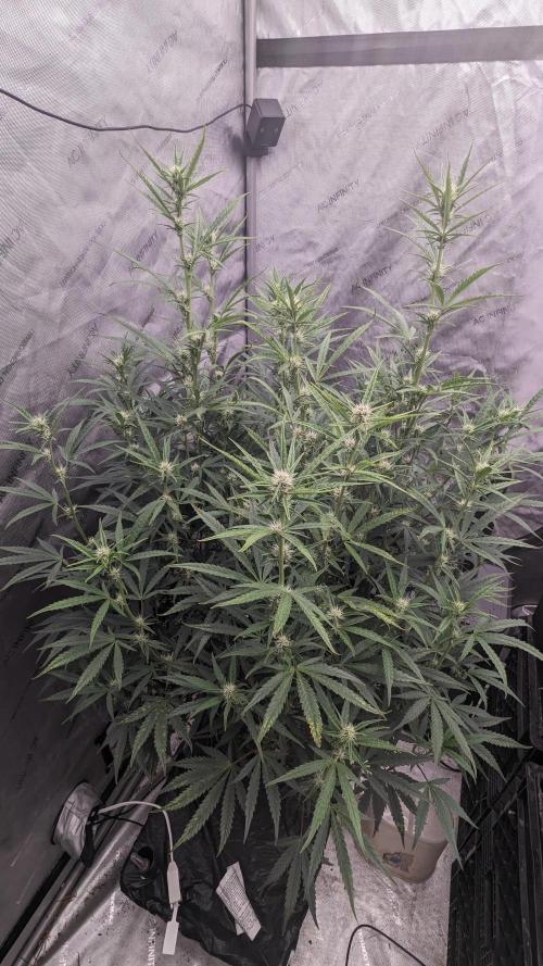 Tropicana Cookies Auto. Week 7