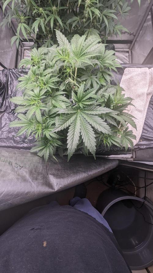 Gorilla cookies Auto. Week 4