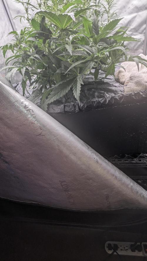 Gorilla cookies Auto. Week 4