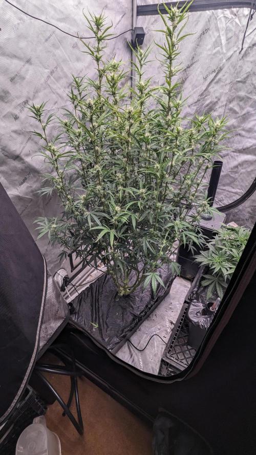 Tropicana Cookies Auto. Week 8