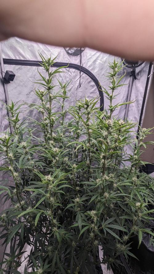 Tropicana Cookies Auto. Week 8