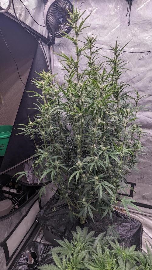 Tropicana Cookies Auto. Week 8