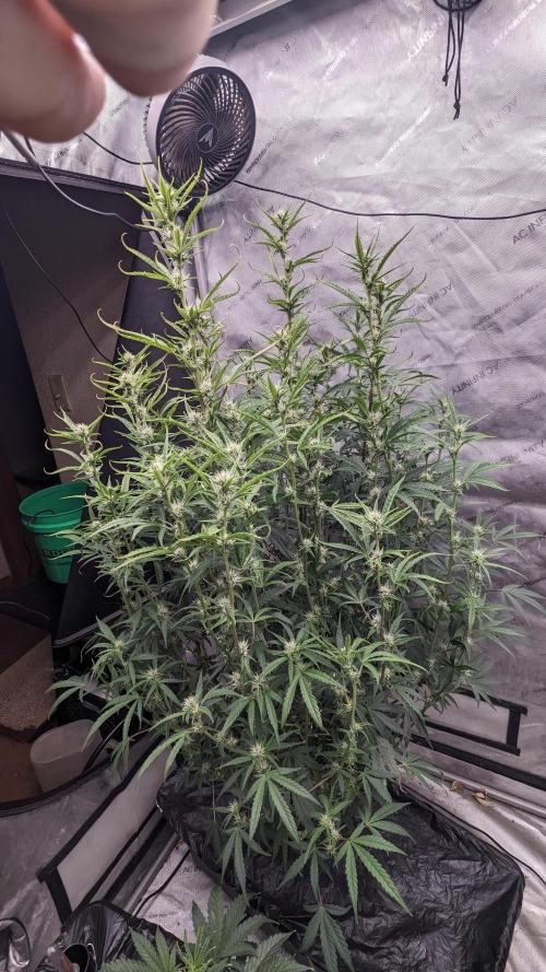 Tropicana Cookies Auto. Week 8