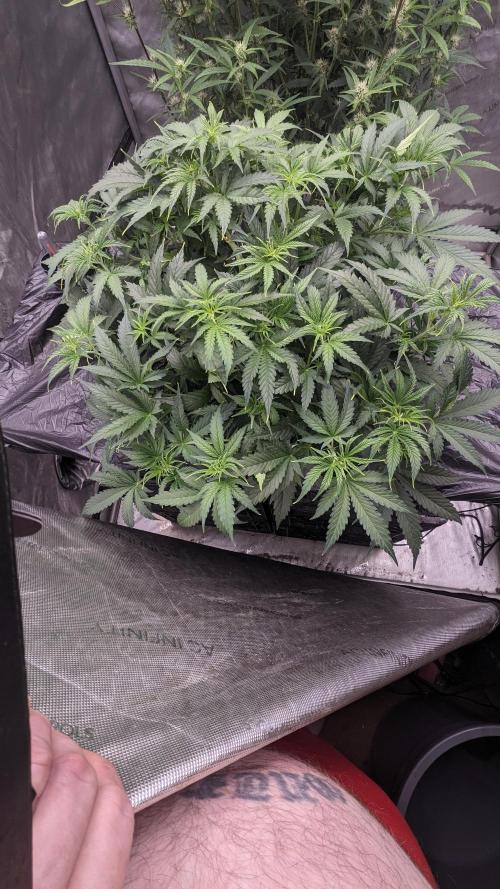 Gorilla cookies Auto. Week 4
