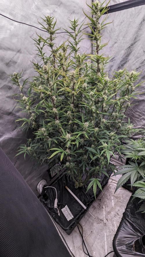 Tropicana Cookies Auto. Week 8