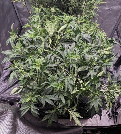 Gorilla cookies Auto. Week 5