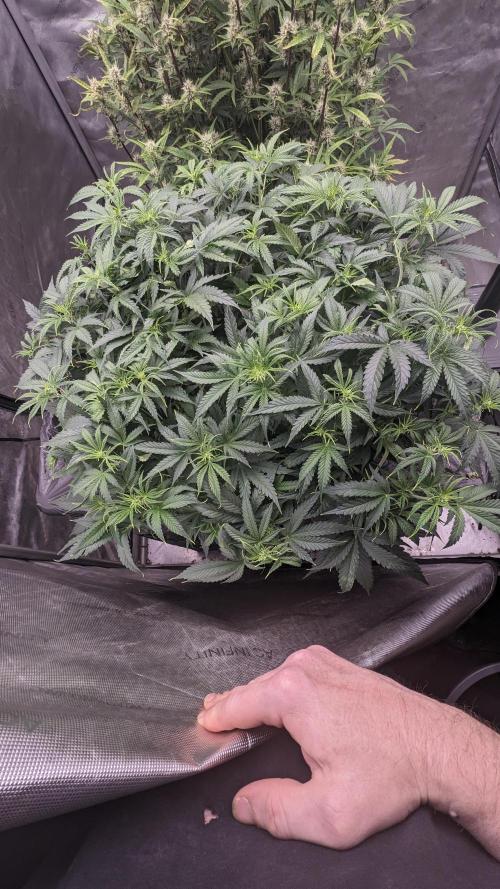 Gorilla cookies Auto. Week 5