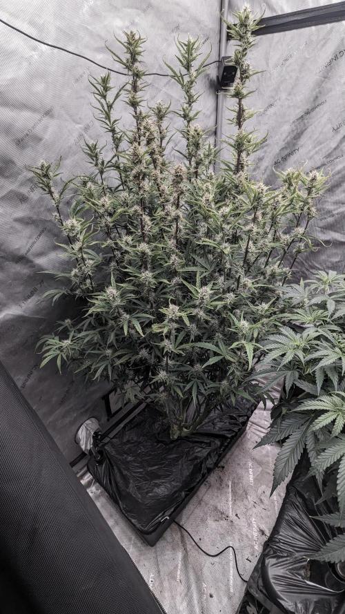 Tropicana Cookies Auto. Week 9