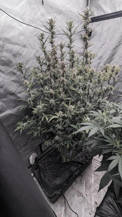 Tropicana Cookies Auto. Week 9
