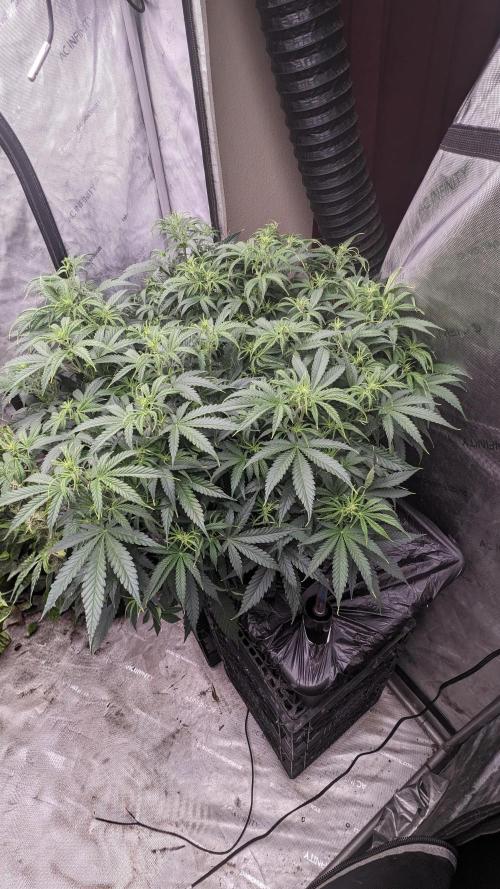 Gorilla cookies Auto. Week 5