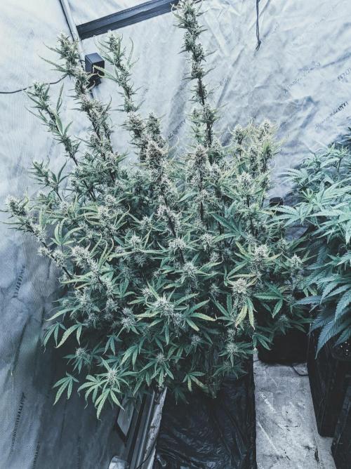 Tropicana Cookies Auto. Week 9