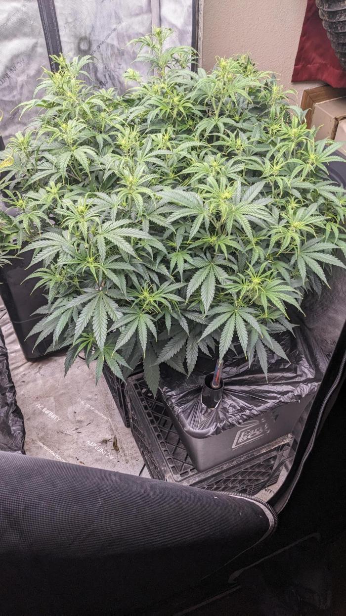 Gorilla cookies Auto. Week 6