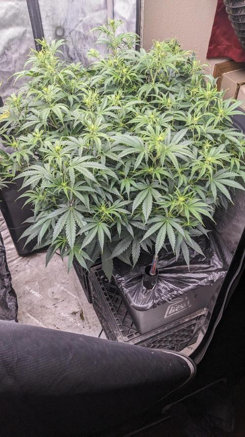 Gorilla Cookies Auto. Week 6