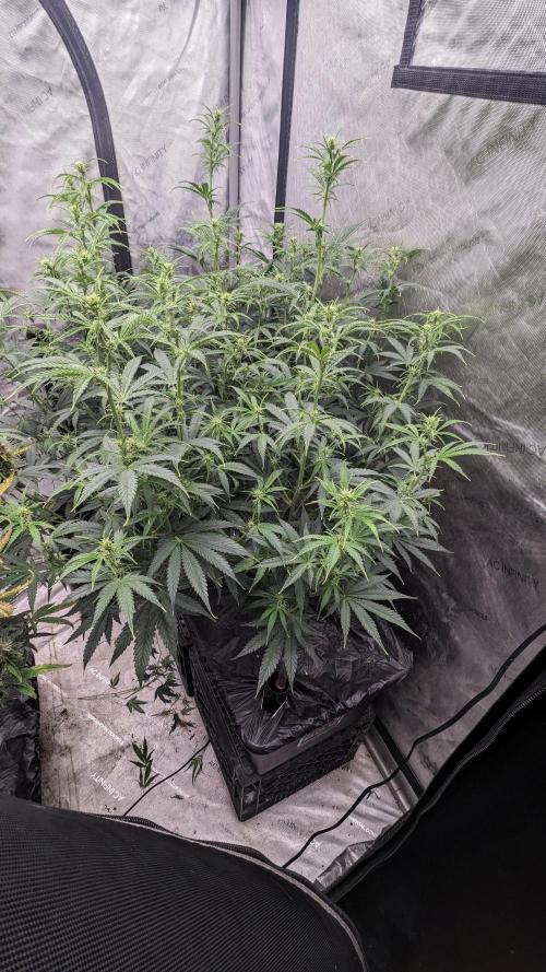 Gorilla cookies Auto. Week 7