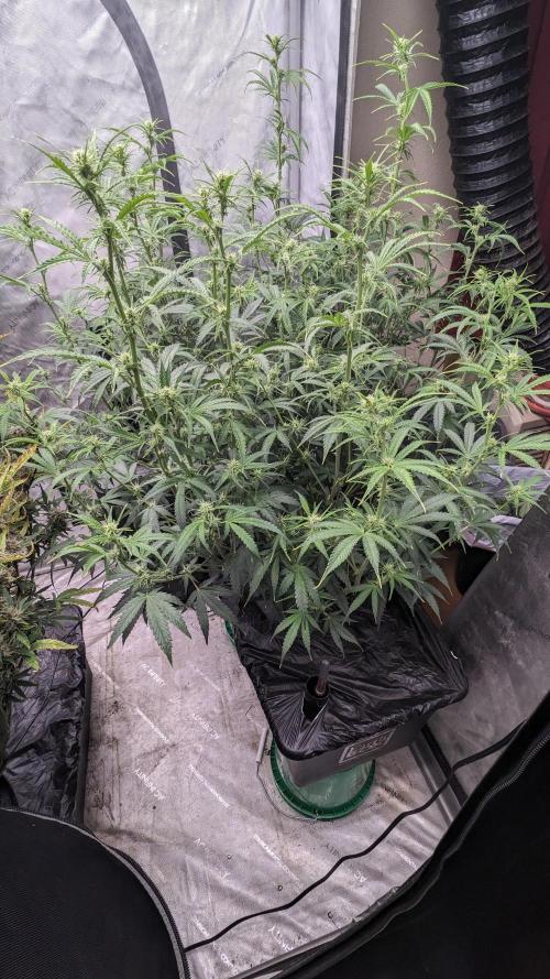 Gorilla cookies Auto. Week 7