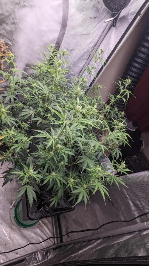 Gorilla cookies Auto. Week 7