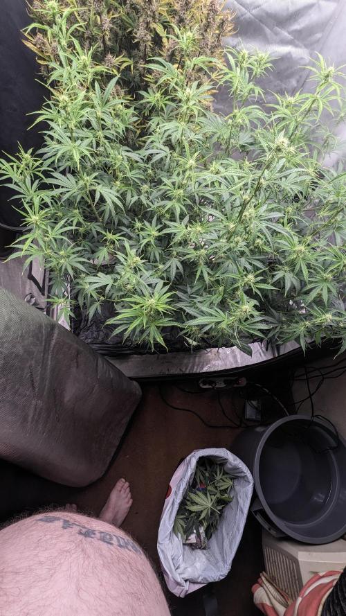 Gorilla Cookies Auto. Week 7