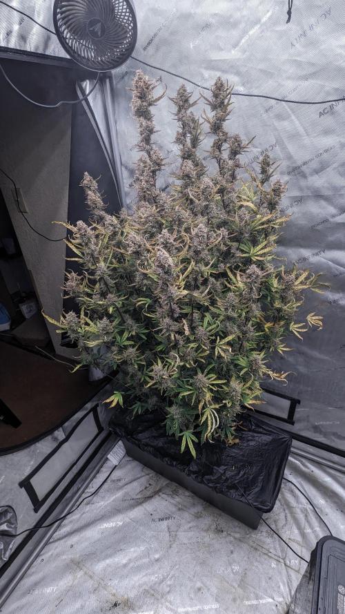 Tropicana Cookies Auto. Week 11