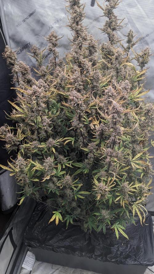 Tropicana Cookies Auto. Week 11