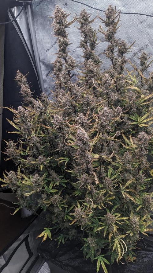 Tropicana Cookies Auto. Week 11
