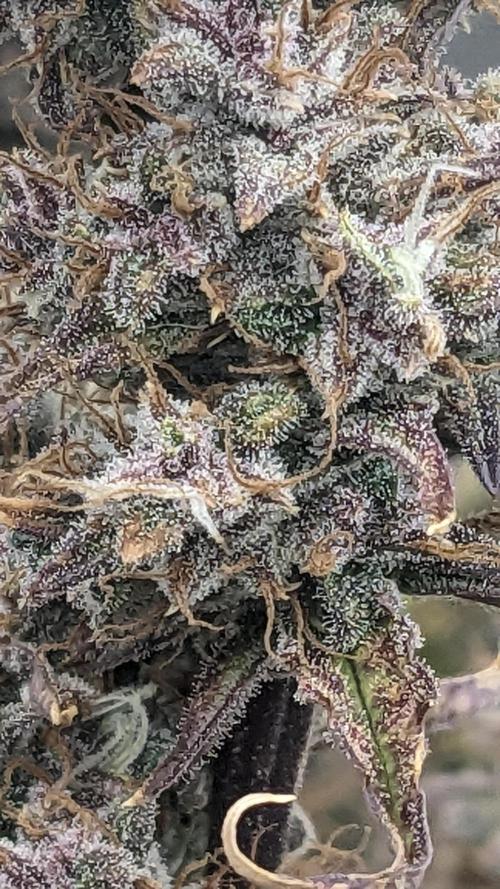 Tropicana Cookies Auto. Week 11