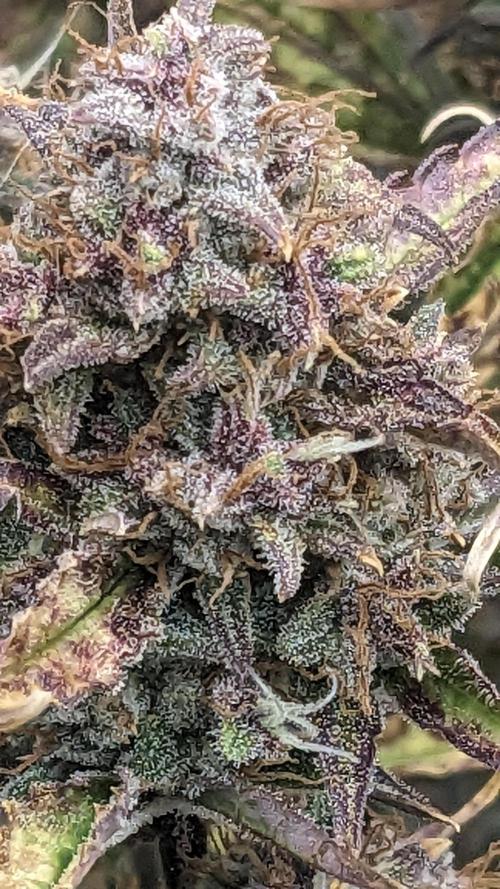 Tropicana Cookies Auto. Week 11