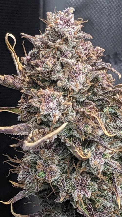 Tropicana Cookies Auto. Week 11