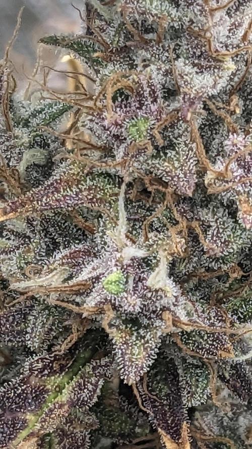 Tropicana Cookies Auto. Week 11