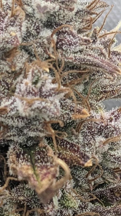 Tropicana Cookies Auto. Week 11