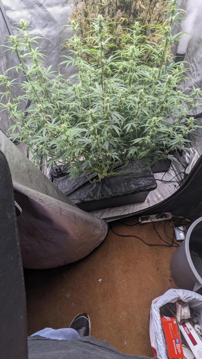 Gorilla cookies Auto. Week 8
