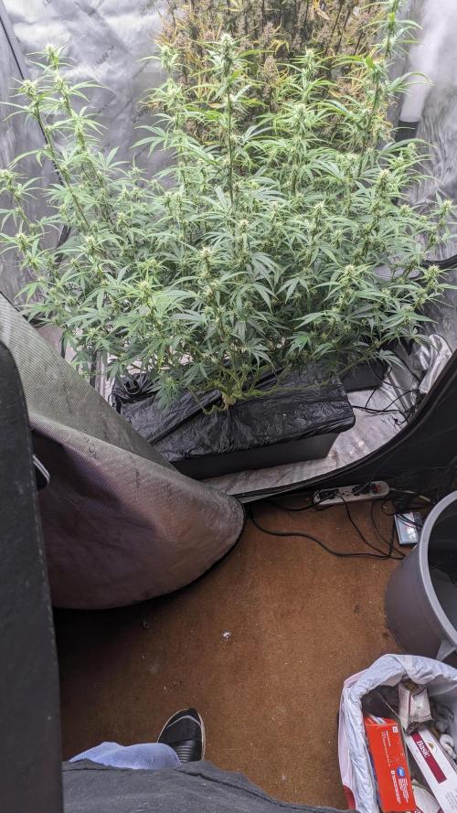 Gorilla Cookies Auto. Week 8