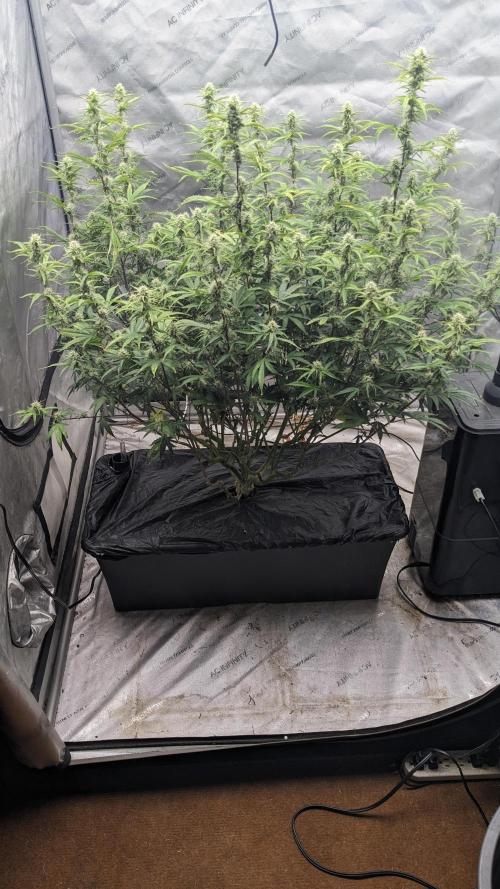 Gorilla Cookies Auto. Week 9