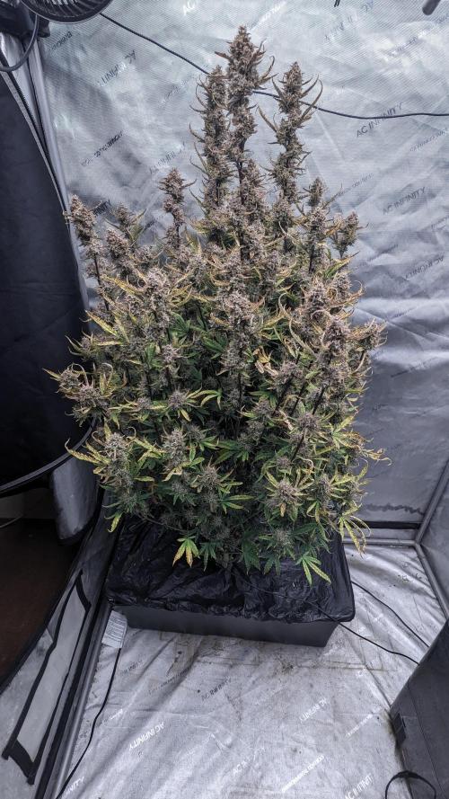 Tropicana Cookies Auto. Week 12