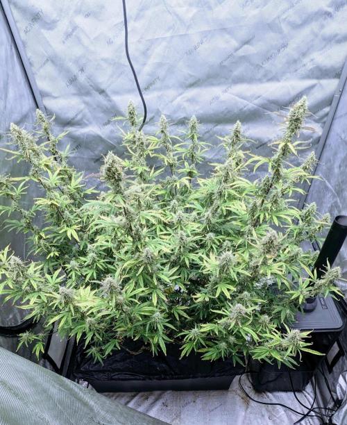Gorilla Cookies Auto. Week 10